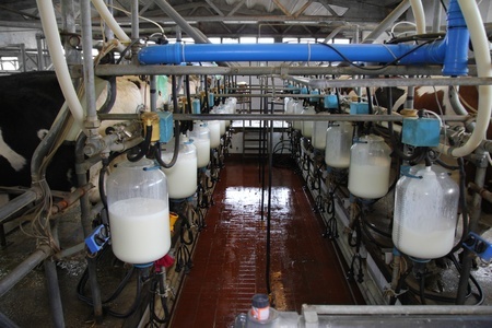 Cows Milking.jpg