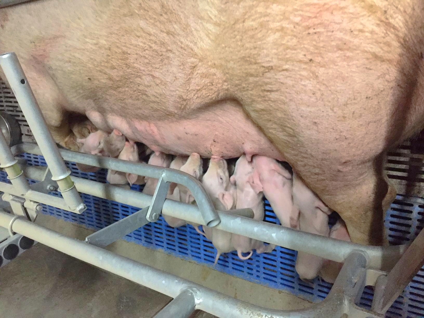 Pig Farm.jpg
